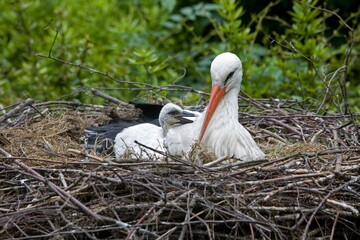 WHITE STORK ciconia ciconia, ADULT WITH CHICK AT NEST, NORMANDY IN FRANCE