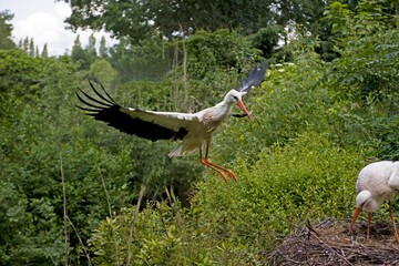WHITE STORK ciconia ciconia, BUILDING NEST, ADULT IN FLIGHT WITH BUILDING MATERIAL IN BEAK, NORMANDY IN FRANCE