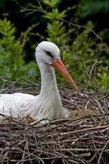 WHITE STORK ciconia ciconia, ADULT BROODING, SITTING ON NEST, NORMANDY IN FRANCE