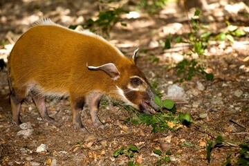 RED RIVER HOG OR BUSH PIG potamochoerus porcus