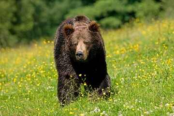 BROWN BEAR ursus arctos, ADULT WALKING THROUGH MEADOW