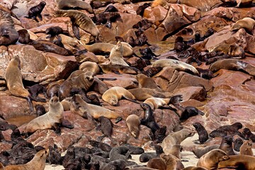 SOUTH AFRICAN FUR SEAL arctocephalus pusillus, COLONY ON ROCKS, CAPE CROSS IN NAMIBIA