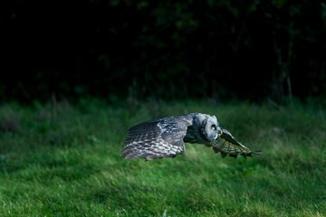 GREAT GREY OWL strix nebulosa, ADULT IN FLIGHT