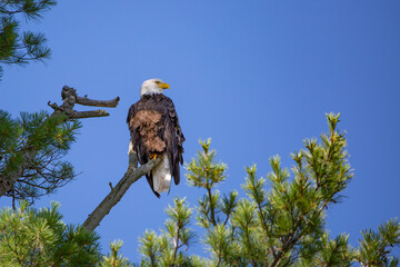 Bald Eagle (Haliaeetus leucocephalus) perching on a pine branch looking for fish in Wisconsin