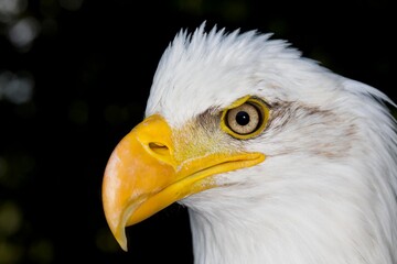 BALD EAGLE haliaeetus leucocephalus, HEAD CLOSE-UP OF ADULT