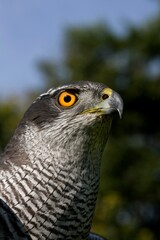 GOSHAWK accipiter gentilis, PORTRAIT OF ADULT, NORMANDY IN FRANCE
