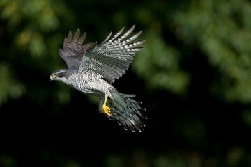 Fototapeta premium GOSHAWK accipiter gentilis, ADULT IN FLIGHT, NORMANDY IN FRANCE