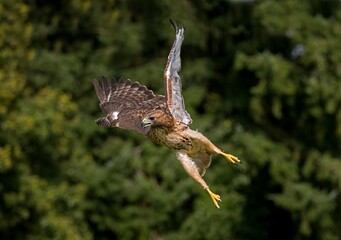 Fototapeta premium RED-TAILED HAWK buteo jamaicensis, ADULT IN FLIGHT