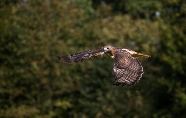 RED-TAILED HAWK buteo jamaicensis, ADULT IN FLIGHT