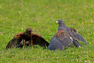 HARRIS HAWK parabuteo unicinctus, ADULTS FIGHTING FOR PREY