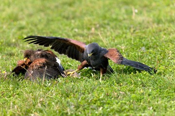 HARRIS HAWK parabuteo unicinctus, ADULTS FIGHTING FOR PREY