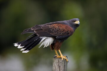 HARRIS HAWK parabuteo unicinctus, ADULT STANDING ON POST