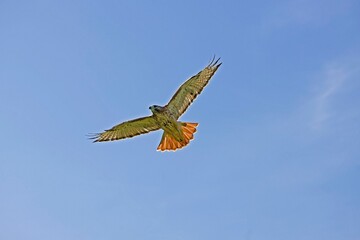 RED-TAILED HAWK buteo jamaicensis, ADULT IN FLIGHT