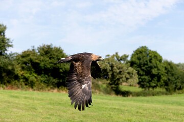 GOLDEN EAGLE aquila chrysaetos, ADULT IN FLIGHT