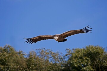 GRIFFON VULURE gyps fulvus FLYING