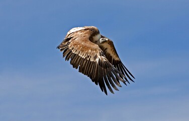 Fototapeta premium GRIFFON VULURE gyps fulvus FLYING