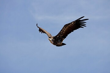 RUPPELL'S VULTURE gyps rueppellii, ADULT IN FLIGHT, MASAI MARA PARK, KENYA