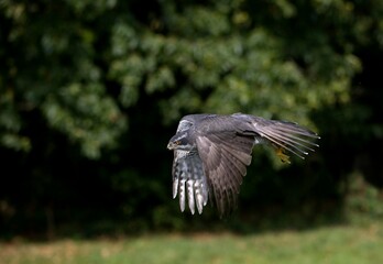 GOSHAWK accipiter gentilis, ADULT IN FLIGHT, NORMANDY IN FRANCE