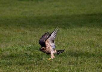 GOSHAWK accipiter gentilis, JUVENILE IN FLIGHT, NORMANDY IN FRANCE