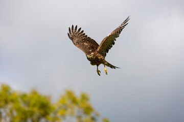 GOSHAWK accipiter gentilis, JUVENILE IN FLIGHT, NORMANDY IN FRANCE