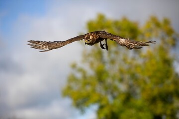 GOSHAWK accipiter gentilis, JUVENILE IN FLIGHT, NORMANDY IN FRANCE