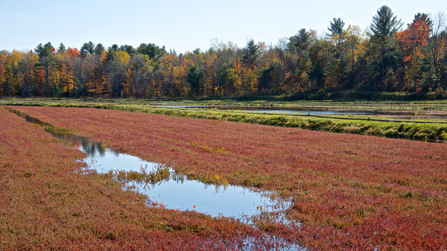 Cranberry in cranberry marsh with forest in the background