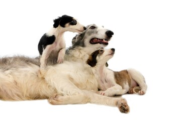 BORZOI OR RUSSIAN WOLFHOUND, FEMALE WITH PUPPIES AGAINST WHITE BACKGROUND