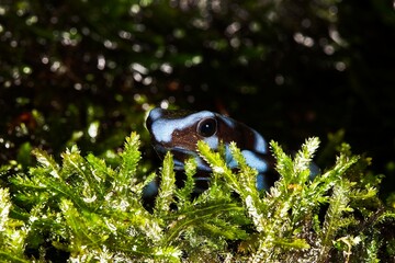 GREEN AND BLACK POISON DART FROG dendrobates auratus, BLUE FORM, ADULT