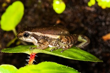 POISON DART FROG colostethus infraguttatus, ADULT STANDING ON LEAF, ECUADOR