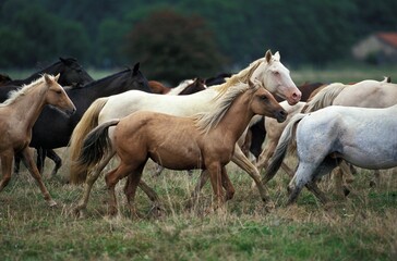 Obraz premium AMERICAN SADDLEBRED HORSE, HERD TROTTING THROUGH MEADOW