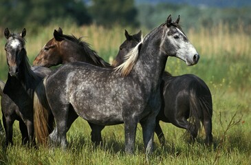 LIPIZZAN HORSE, GROUP STANDING IN MEADOW