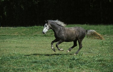 LIPIZZAN HORSE, ADULT GALLOPING THROUGH MEADOW