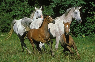 ARABIAN HORSE, MARES WITH FOALS GALLOPING THROUGH MEADOW