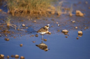 PLOVER charadrius sp, STANDING IN WATER, KENYA