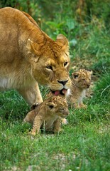 AFRICAN LION panthera leo, MOTHER GROOMING CUB
