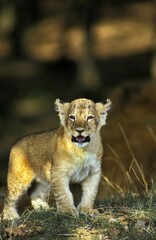 AFRICAN LION panthera leo, CUB STANDING ON GRASS