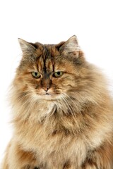 TORTOISESHELL PERSIAN CAT, PORTRAIT OF ADULT AGAINST WHITE BACKGROUND