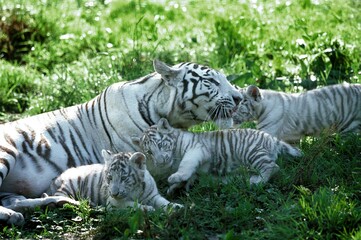 Fototapeta na wymiar WHITE TIGER panthera tigris, MOTHER WITH CUB