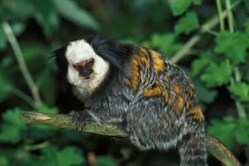 GEOFFROY'S TUFTED EAR MARMOSET callithrix geoffroyi, ADULT STANDING ON BRANCH