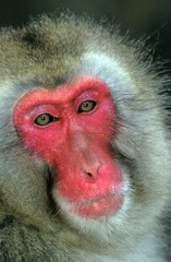 JAPANESE MACAQUE macaca fuscata, PORTRAIT OF ADULT, HOKKAIDO IN JAPAN