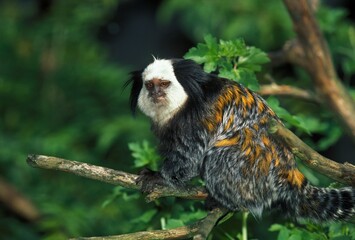 GEOFFROY'S TUFTED EAR MARMOSET callithrix geoffroyi, ADULT STANDING ON BRANCH