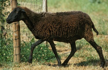 KARAKUL SHEEP, BREED PRODUCING ASTRAKHAN, FEMALE