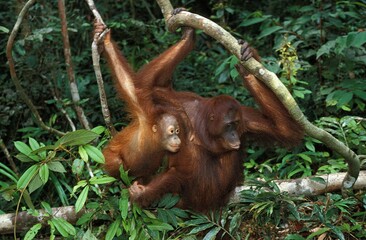 ORANG UTAN pongo pygmaeus, FEMALE WITH BABY HANGING FROM BRANCH, BORNEO