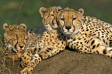 CHEETAH acinonyx jubatus, ADULTS LAYING DOWN ON TERMIT HILL, MASAI MARA PARK, KENYA