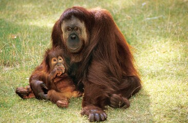 ORANG UTAN pongo pygmaeus