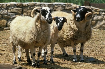 Obraz premium SCOTTISH BLACK FACE SHEEP, RAM WITH EWE AND YOUNG