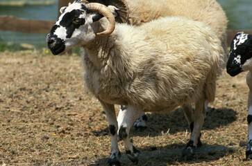 SCOTTISH BLACK FACE SHEEP, EWE
