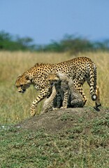 CHEETAH acinonyx jubatus, MOTHER WITH CUB STANDING ON TERMIT HILL, MASAI MARA PARK, KENYA