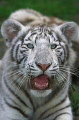WHITE TIGER panthera tigris, PORTRAIT OF CUB