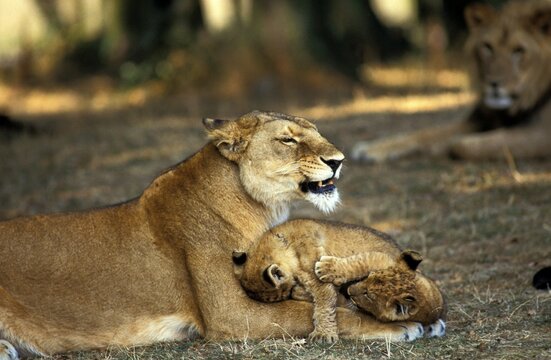 AFRICAN LION panthera leo, MOTHER WITH CUB